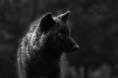 /album/wolven/download-2-jpg/